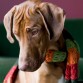 http://listadoderazasdeperrosygatos.blogspot.com/2015/02/raza-rhodesian-ridgeback.html